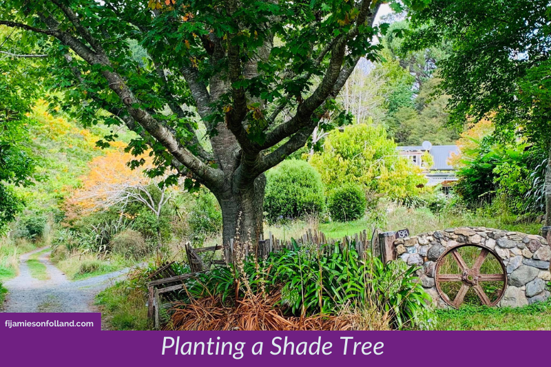 Planting a Shade Tree